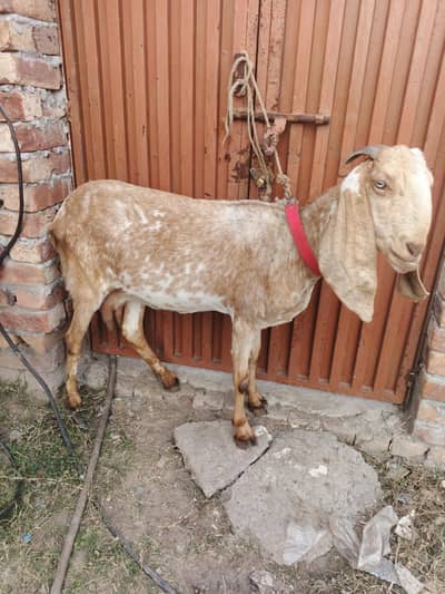 machi cheeni bakri  urgent sale