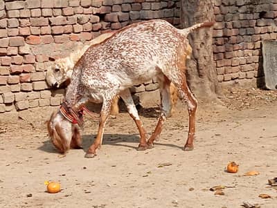 Dasi makhi cheni bakri