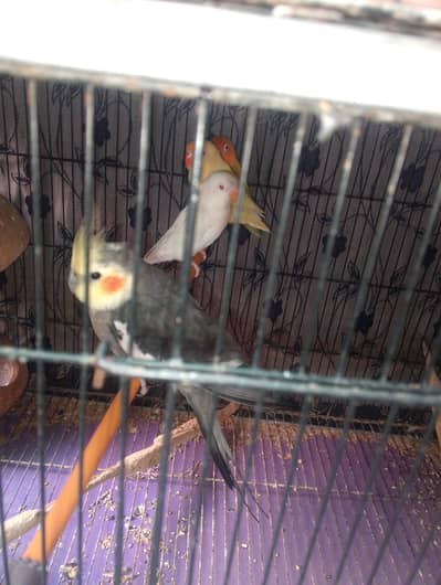 lovebirds w hite jawa silver jawa and cocktail lucky pegions