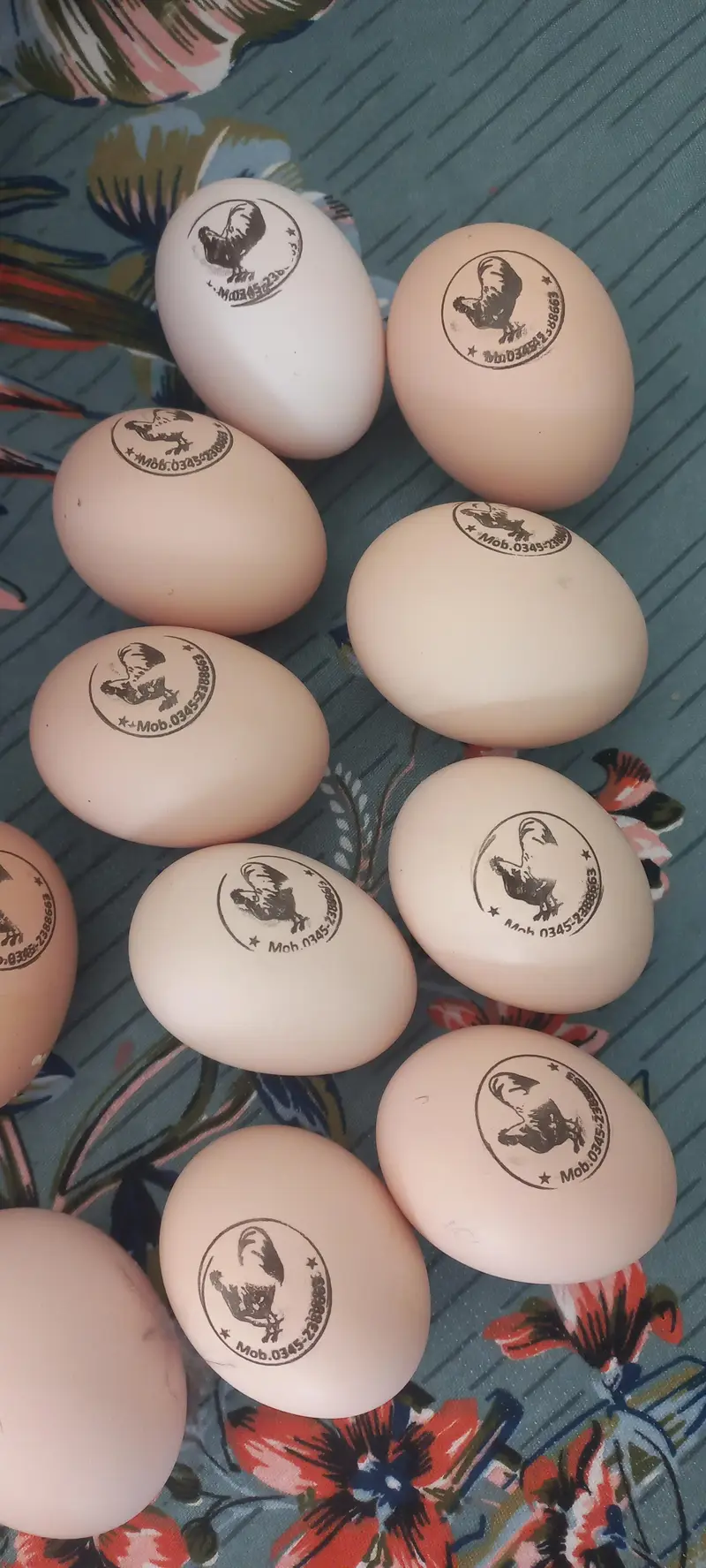 australorp heritage australop blue and black eggs — photo 5