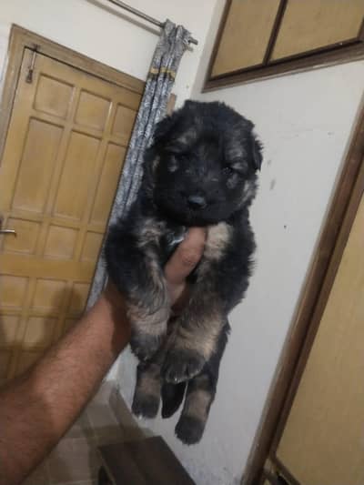 Long Coat GSD Puppy for Sale
