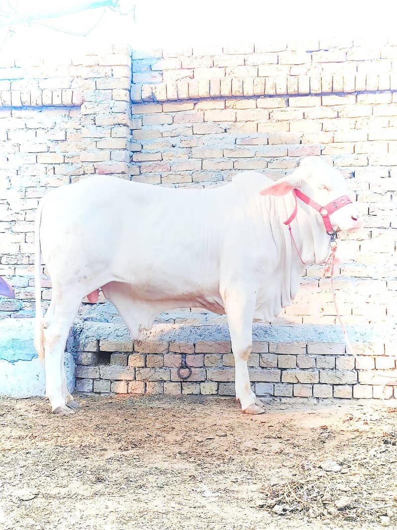 امریکی براہمن بہترین نسل 0