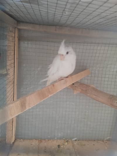 ino red eyes hand tame and in zero bite cocktail for sale