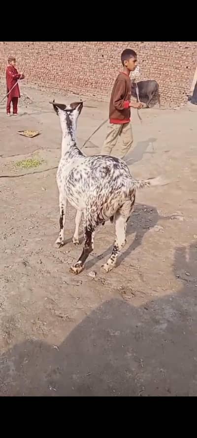 babri nasl 2.5mah ki ghbn cnfrm