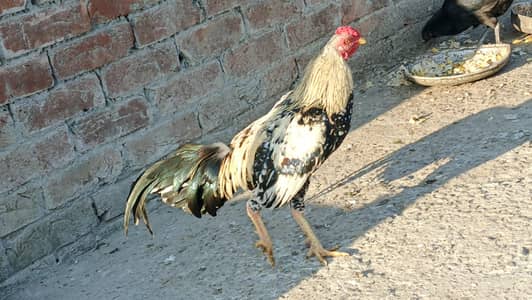 jawa murga and white egg lying hen available