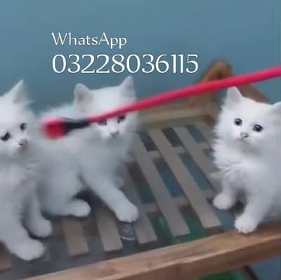 Persian Cat kittens Very Friendly