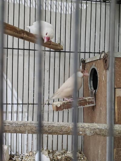 albino red eyes with fawn java breeder pair with eggs