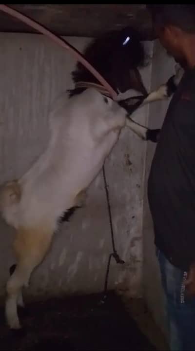 jambo saiz ka wtsb nmR 03181237677