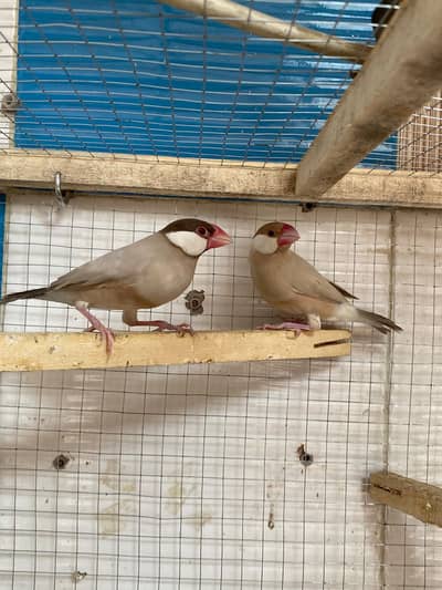2 Breeder Pairs Fawn Java (Male With Dark Head)