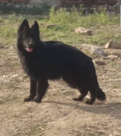 black German Shepherd long coat dog for sale