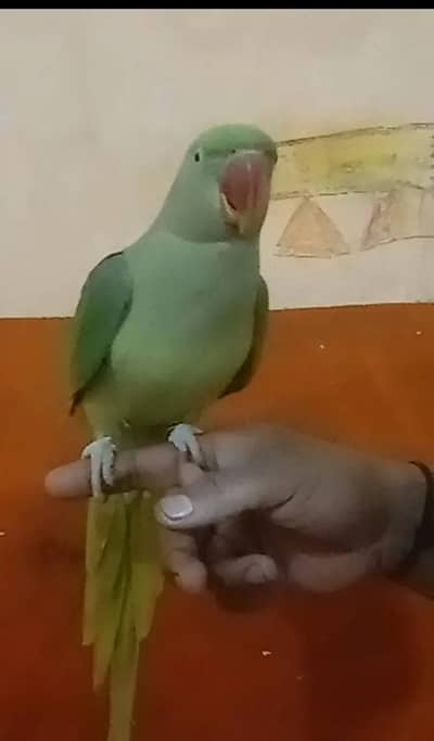 Big Size Kashmiri Parrot sale with gauge