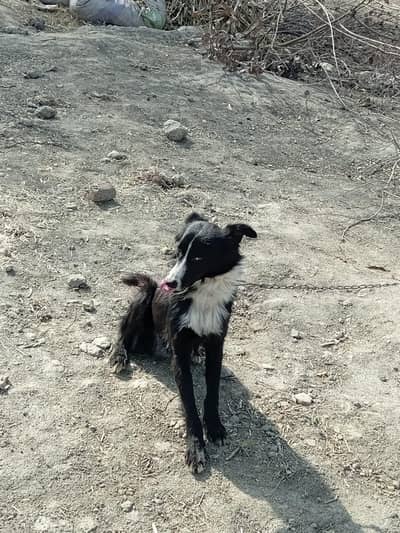 handsome dog for sale