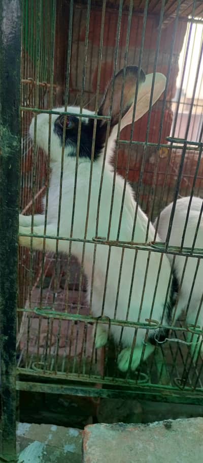 Rabbit Red eyes for sale 03256365873