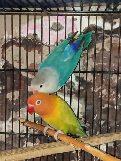 LoveBird different pair looking for new home must read description