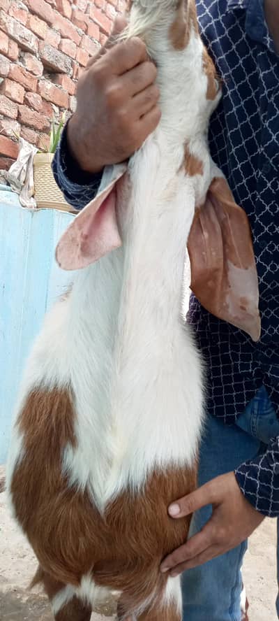 Ablak bakra Qurbani k ley