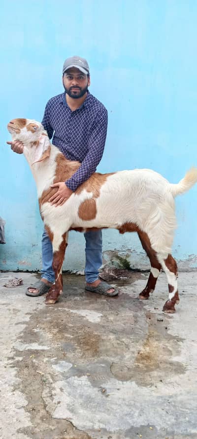 Ablak bakra Qurbani k ley
