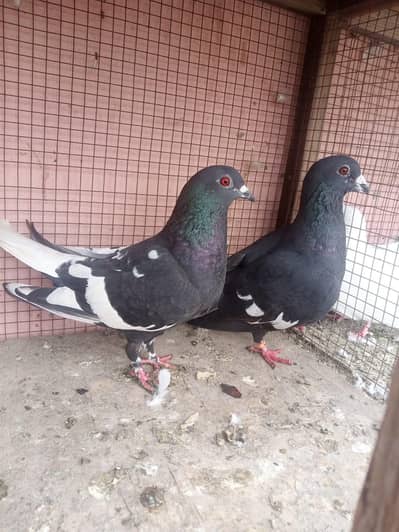 SHERAZI PAIR WITH BABY