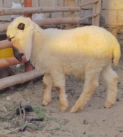 Larkana And Kajla Male