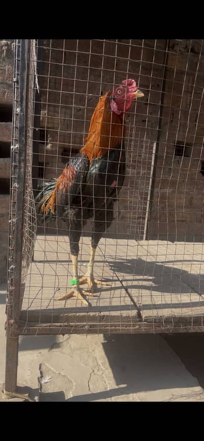 Aseel thai locker patha