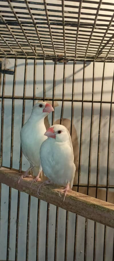 white jawa breeder pair