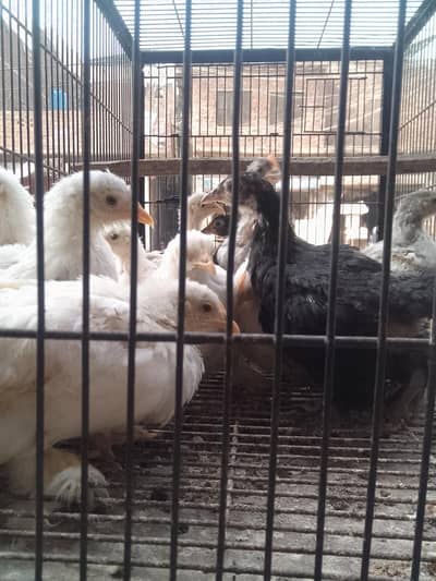 heavybuff + bentum chicks