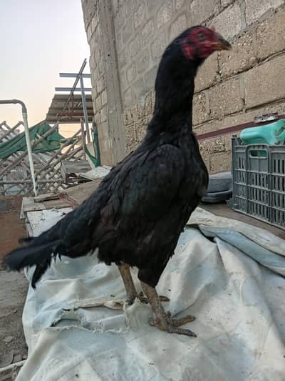 Mianwali Mushki Madi | Black Mushki | Double Body | White Eye