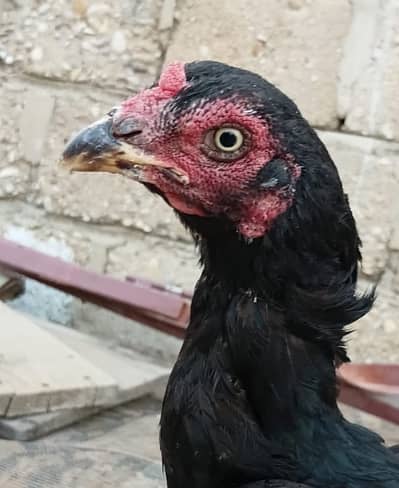 Mianwali Mushki Madi | Black Mushki | Double Body | White Eye