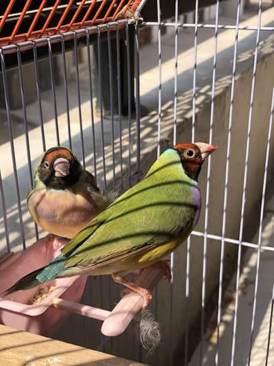 Goldien pair Adult pair