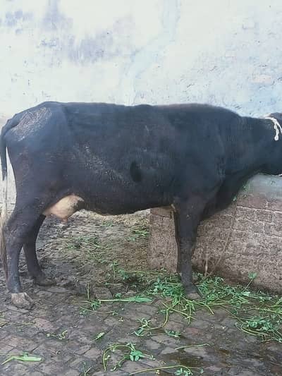 cow for sale / Jersey cow / cow