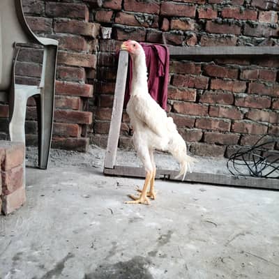 Shamo eggs available