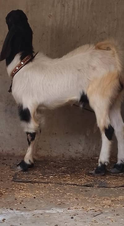 jambo saiz 2dant 03181237677 wtsb nmbr