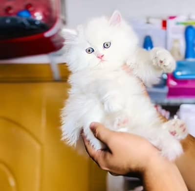 Kittens |Persian | Cat | baby Cat | 3 coated  0ƷƷ65୨8671୨ Watsp kro