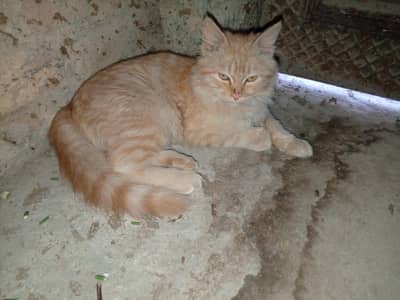 cute persion for sale