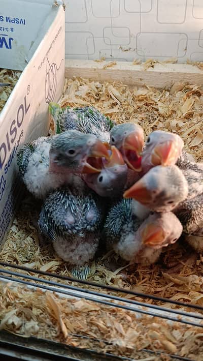 Kashmiri Raw Chicks 0310+77+99+888