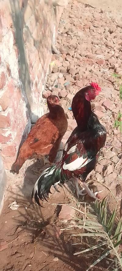 Andy Dany wla pair asl aseel