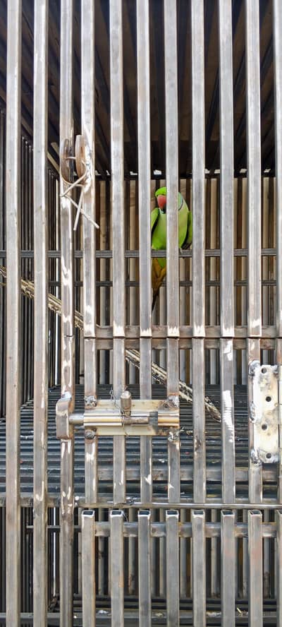 Cage for sale ha parrot ni