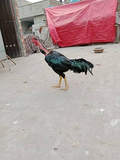 Aseel Thai ghnoya pattha o3o9456o932