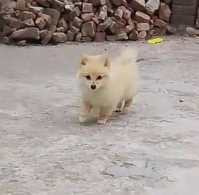 Pomeranian puppy for sale
