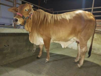 HEAVY BACHRI / COW 03022110311