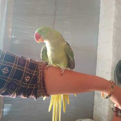 Kashmiri Raw Parrot red shoulder