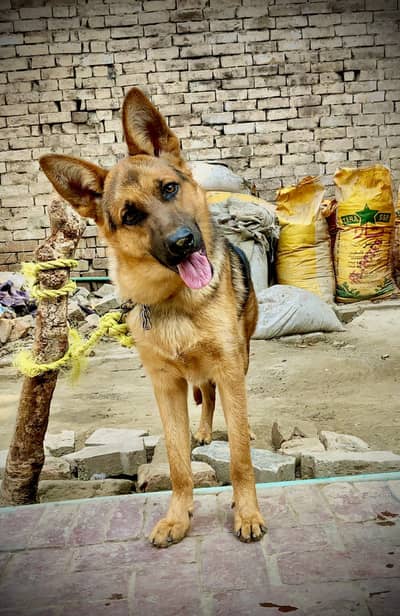 German shepherd double coat male forsale hai whatsap num 03204610031
