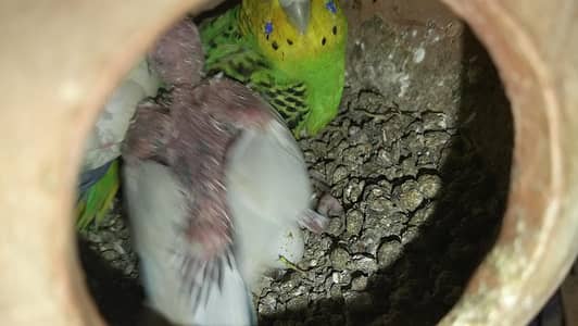 breeder pair Australian