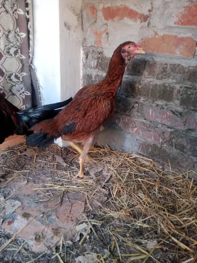 burmi + Pakistani murgi 03430424748