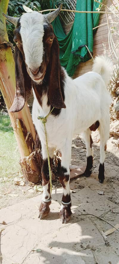 Bakra for sale Age 11.5 months