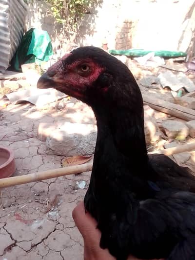 high quality aseel hens for sale
