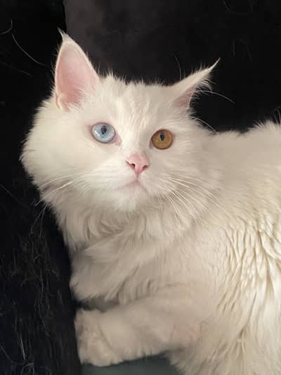Persian cat Triple Coated