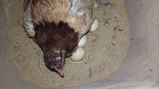 kurak morgi ha  5 din ho gy han Ando pay bahti ha price Kam b ho jy gy