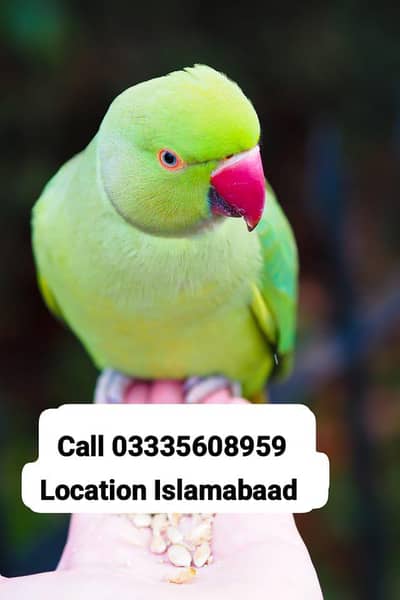 Proper Hand Tamed Full Friendly Green Ring Neck Male Parrot Jumbo Size