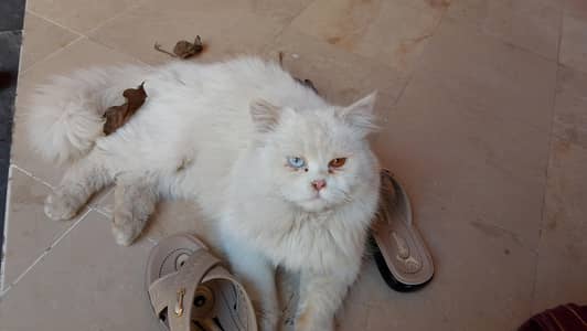 Healthy & Fluffy Persian Cat – Ready for New Home