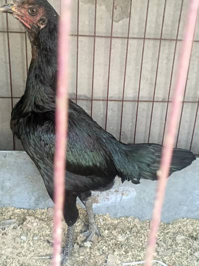 Thai pakoy madi 03234264978